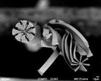 Evolon microfilaments under microscope